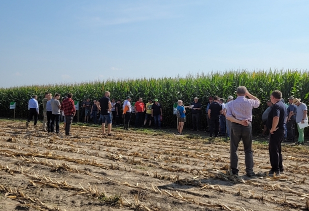 Uczestnicy w polu kukurydzy.